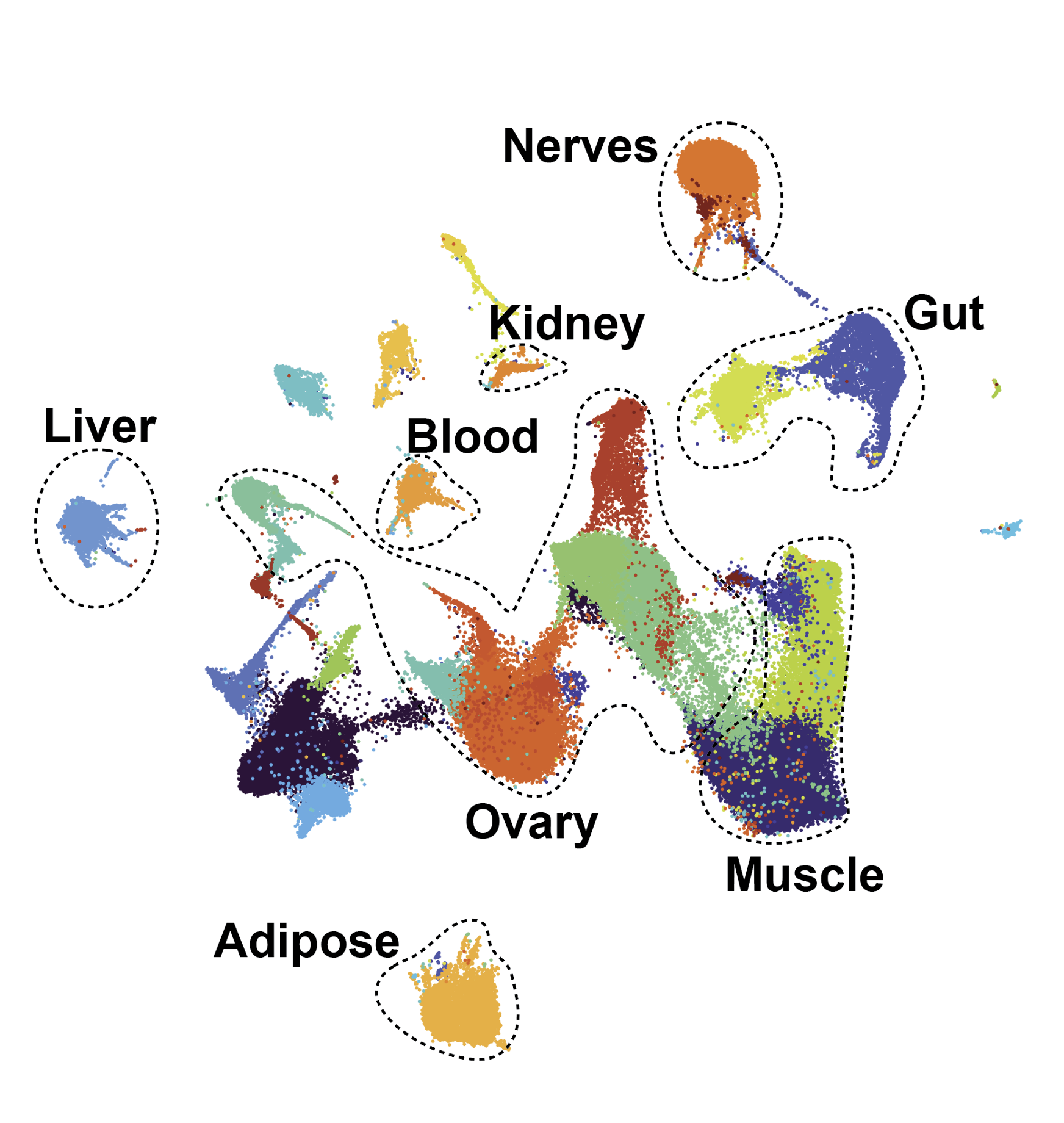 Whole-body single-cell atlas UMAP with clusters labelled by organ