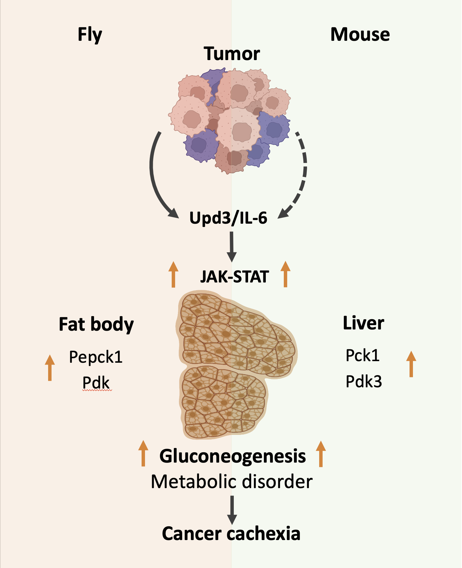 Conserved Upd3/IL-6–JAK-STAT signaling drives gluconeogenesis in fly fat body and mouse liver during cancer cachexia