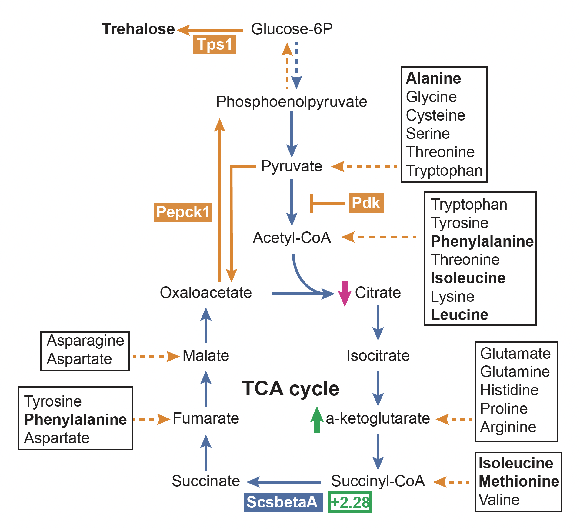 Metabolic map of the TCA cycle showing gluconeogenic rewiring via Pepck1 and Pdk