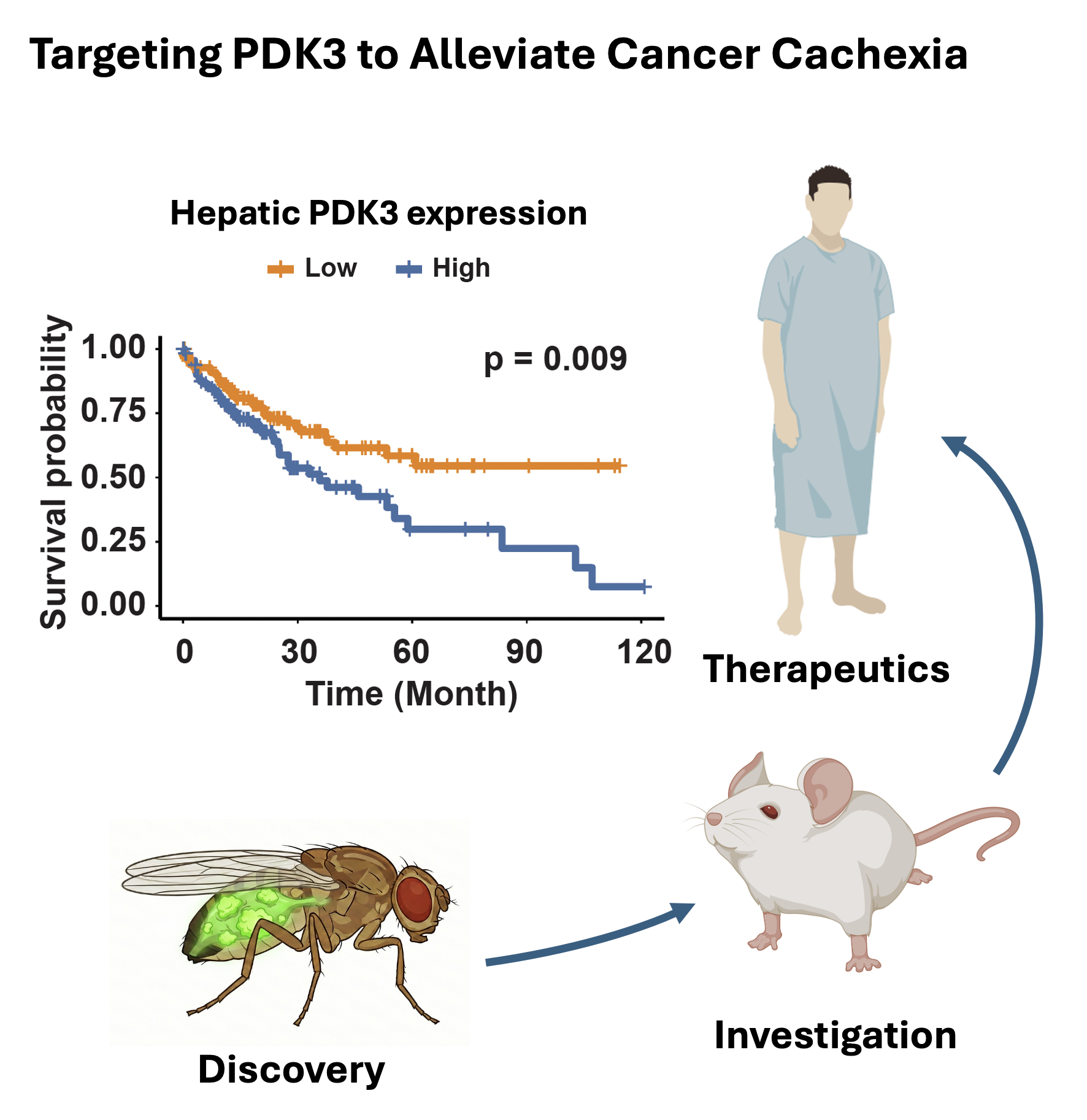 Targeting PDK3 to alleviate cancer cachexia: hepatic PDK3 expression predicts patient survival, from fly discovery to mouse investigation to therapeutics